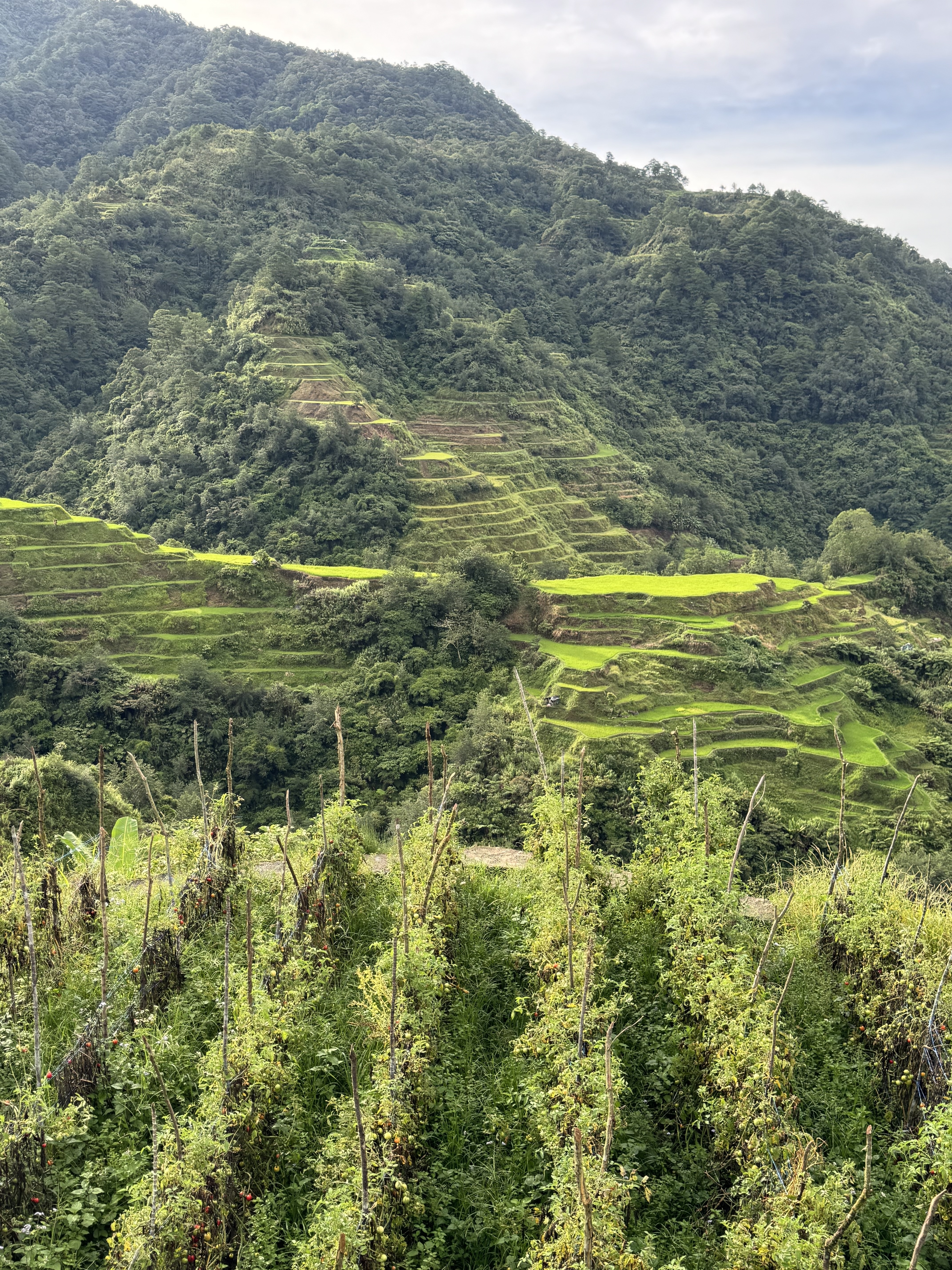 bontoc